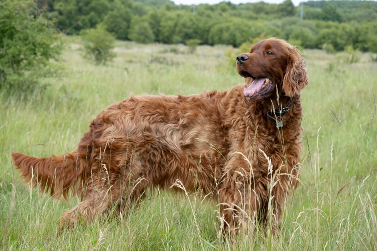 Irish-setter