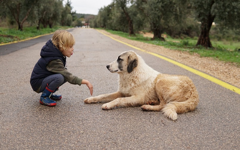 dog and owner