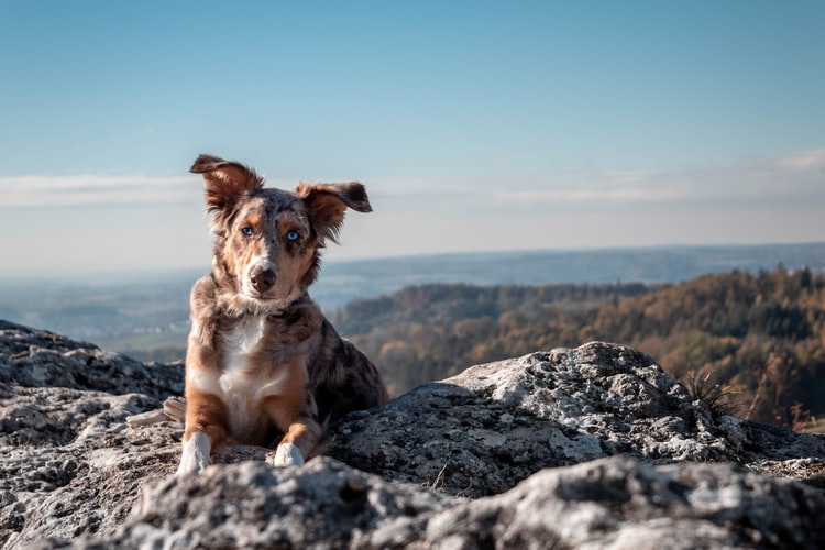 Dog sitting on a rock