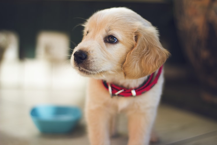 Golder retriever puppy