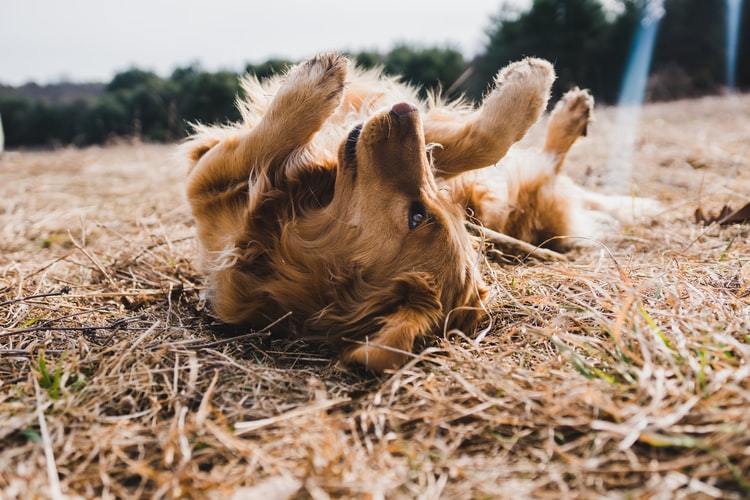 Corgi and terrier