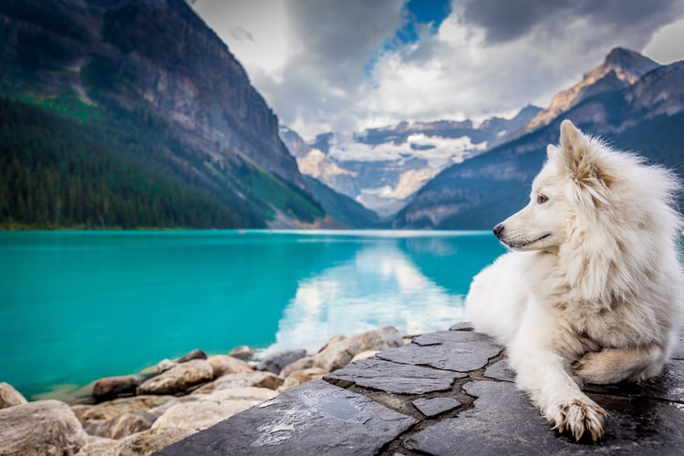 Swiss shepard next to a lake