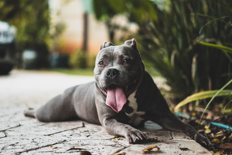 Laying pitbull