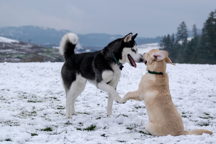 Husky shaking hands