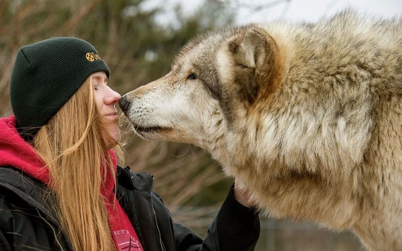 domesticated wolf