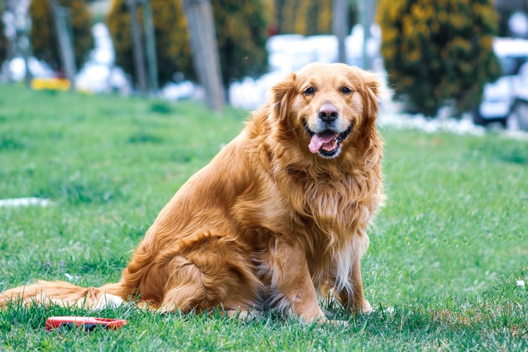 golden-retriever