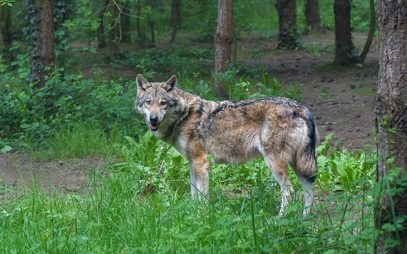grey wolf