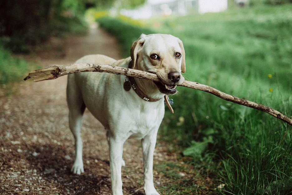 labrador-retriever