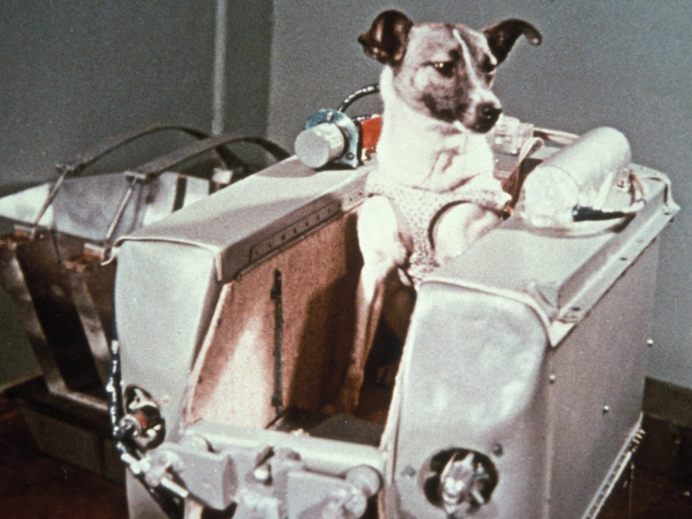 laika